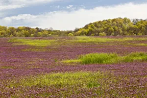 Images Dated 7th April 2011: Large field of Henbit flowers in early spring, Kentucky