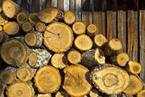 Images Dated 17th October 2010: Large fire logs, Craigs Creek, Virginia