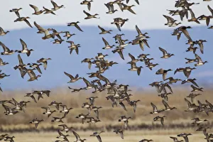 Wigeon Prints: Large Flock of Ducks