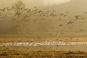 Images Dated 26th August 2018: Large flock of ducks and geese taking flight