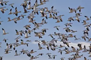 Gathering Prints: Large flock of snowgeese take flight at Bosque del Apache NWR in New Mexico