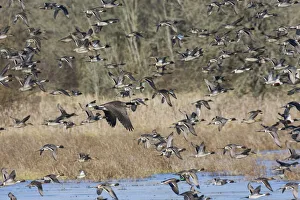Images Dated 28th August 2020: Large flock of waterfowl taking flight