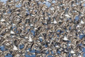 Shorebird Prints: Large flock of wester sandpipers