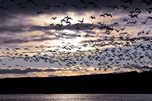 Images Dated 13th November 2024: Large flocks of snow geese fly to their nightly resting pond as the sun sets at Bosque del Apache NWR