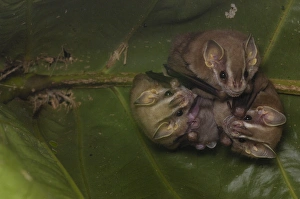 Images Dated 16th June 2005: Large Fruit-eating bat (Artibeus sp) Fam: Stenodermatinae Found roosting under