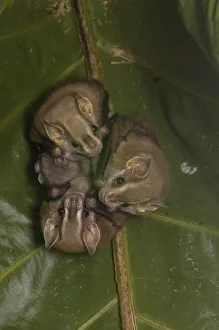 Images Dated 16th June 2005: Large Fruit-eating bat (Artibeus sp) Fam: Stenodermatinae Found roosting under