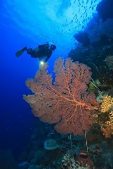 large gorgonian sea fans, Model Released scuba divers at Tukang Besi Marine Preserve