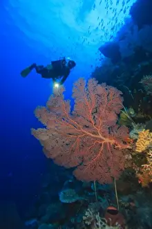 Sulawesi Prints: large gorgonian sea fans, Model Released scuba divers at Tukang Besi Marine Preserve