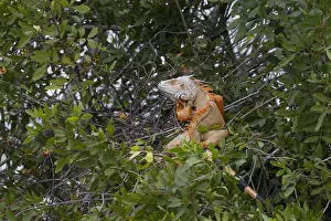 Large Green iguana, an invasive species in Florida