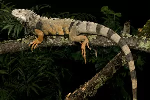 A large Green Tree Iguana, Iguana iguana, rests on a tree branch. Costa Rica, Controlled