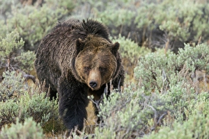 Boar Prints: Large grizzly bear boar wandering through the sage brush Country of Wyoming
