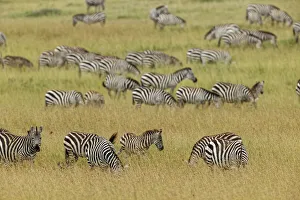 Large herd of Burchell's Zebra grazing in tall grass, Serengeti National Park Large herd of Burchell's Zebra grazing in tall grass, Serengeti National Park