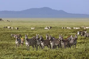 Prints of Large herd of Burchells Zebra, Serengeti National Park, Tanzania, Africa Africa Prints: Large herd of Burchells Zebra, Serengeti National Park, Tanzania, Africa