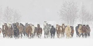 Large herd of horses during a horse roundup in winter, Kalispell, Montana