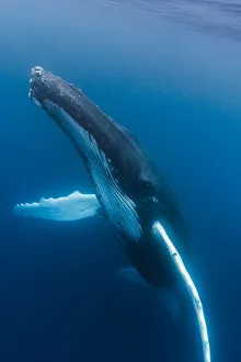 Whale Prints: A large humpback whale ascends through the clear blue of the Silver Bank