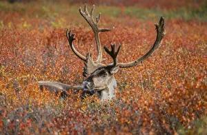 Antlers Prints: Large male caribou in red fall tundra, eye to eye with photographer, Denali National Park