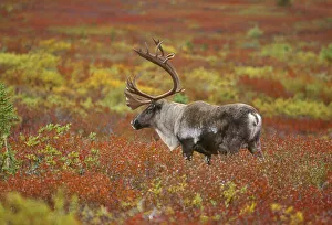 Large male caribou wandering in colorful fall tundra, Denali National Park, Alaska