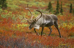 Images Dated 13th September 2020: Large male caribou wandering in colorful fall tundra, Denali National Park, Alaska