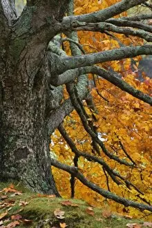 Images Dated 19th October 2006: Large maple tree in autumn, Bass Lake, near Blowing Rock, North Carolina