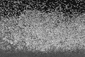 Migrating Prints: Large murmuration of female and juvenile red-winged blackbirds