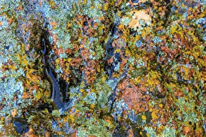 Large naturally polished rock with lichen, Lower Deschutes River, Central Oregon, USA