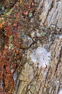 Images Dated 7th June 2013: Large naturally polished rock with lichen, Lower Deschutes River, Central Oregon, USA