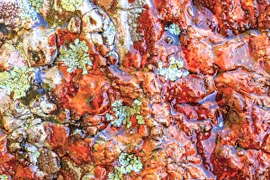 Large, naturally polished rock with lichen. Lower Deschutes River, Central Oregon, USA