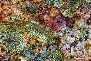 Large, naturally polished rock with lichen. Lower Deschutes River, Central Oregon, USA