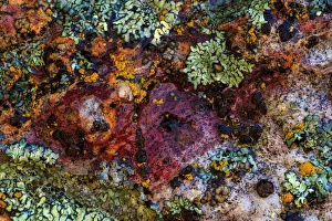 Images Dated 7th June 2013: Large, naturally polished rock with lichen. Lower Deschutes River, Central Oregon, USA