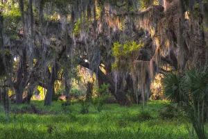 Images Dated 21st February 2018: Large oak tree covered with hanging Spanish moss