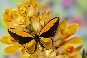 Large orange birdwing, Ornithoptera croesus, butterfly on large golden cymbidium orchid