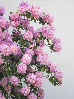 Bush Prints: Large pink rhododendron bush blooming against a white wall