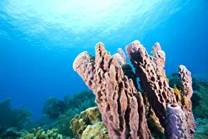 Images Dated 22nd June 2006: Large pristine Tube Sponges, Tortola, British Virgin Islands, Caribbean