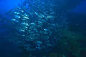 World War Ii Prints: large school of Jacks schooling, World War II Cargo Shipwreck-Liberty, Tulamben, Bali