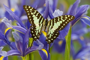 Papilionidae Prints: The Large Striped Swordtail Butterfly, Graphium antheus