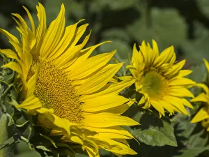 Large sunflower field