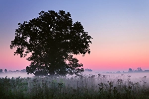 Images Dated 28th January 2024: Large tree in farm field and foggy sunrise, Louisville, Kentucky