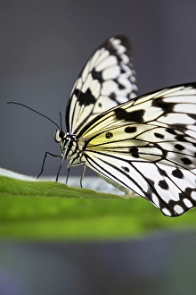 Prints of The large tree nymph, also known as the paper kite butterfly and rice paper butterfly, is native to Southeast Asia Images Dated 2024 November: The large tree nymph, also known as the paper kite butterfly and rice paper butterfly