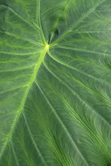 Detail of large tropical leaf