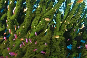 Western Pacific Prints: Large Tubastraea Coral and schooling Fairy Basslets (Pseudanthias sp. ) Milne Bay
