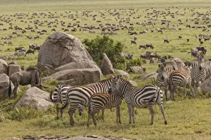 Large wildebeest herd and Burchell's zebras during migration, Serengeti National Park Large wildebeest herd and Burchell's zebras during migration, Serengeti National Park