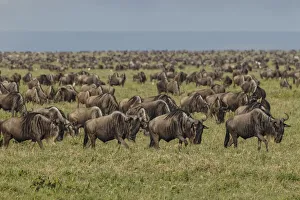 Images Dated 1st March 2021: Large wildebeest herd during migration, Serengeti National Park, Tanzania, Africa