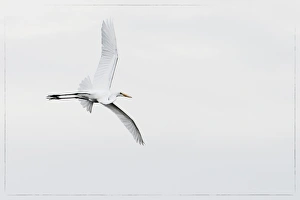 Wingspan Prints: A large wingspan of a snowy egret in flight