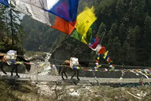 Himalaya Prints: Larja Bridge, Khumbu, Nepal. A mule train hauls supplies over the Larja Bridge