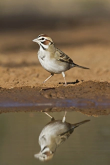 Thirst Prints: Lark Sparrow, Chondestes grammacus, drinking at south Texas pond