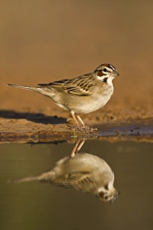 Lark Sparrow (Chondestes grammacus) drinking at pond, s. Texas