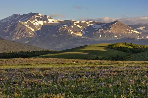Larkspur and other prairie wildflowers along the Rocky Mountain Front near East Glacier