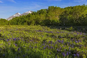 Images Dated 4th June 2018: Larkspur and other spring wildflowers in the Lewis and Clark National Forest, Montana
