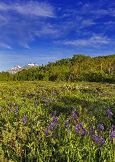 Images Dated 30th June 2018: Larkspur and other spring wildflowers in the Lewis and Clark National Forest, Montana
