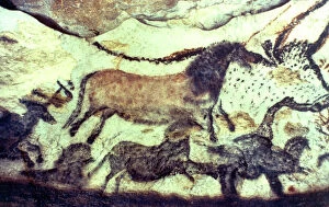 Lascaux cave painting. Bulls & horses. Copyright: AAA Collection Ltd